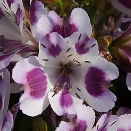 Alstroemeria 'Princess Lily Eliane' lavender 