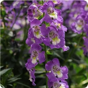 Angelonia 'Archangel Purple' 