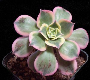 Aeonium luteovariegatum 