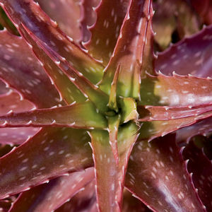 Aloe 'Sunset' 