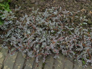 Acaena microphylia 'Blue Haze' 