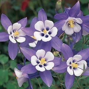 Aquilegia caerulea Songbird Bunting 