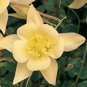 Aquilegia caerulea Songbird Goldfinch 