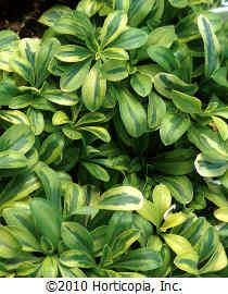 Arabis fredinandi-coburgii 'Old Gold' 