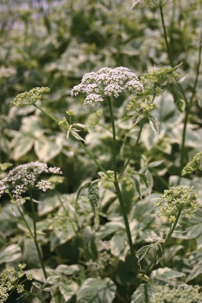 Aegopodium podagraria Variegatum 