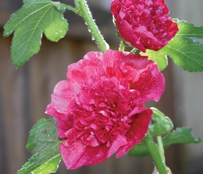 Alcea rosea Charters Double Mix 