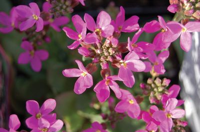 Arabis blepharophylla Rose Delight Rose 
