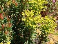 Euphorbia+faded+jeans