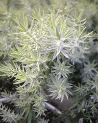 Euphorbia+faded+jeans