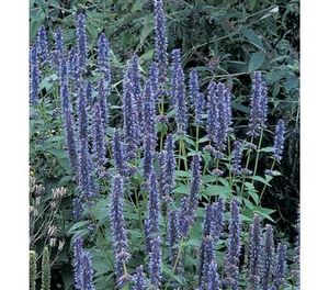 Agastache rugosa Honey Bee Blue 