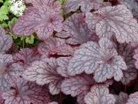 Heuchera x Plum Pudding ()