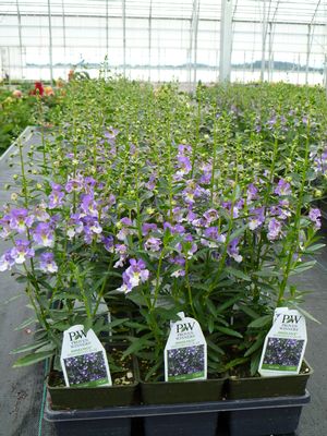Angelonia 'Wedgewood Blue' 