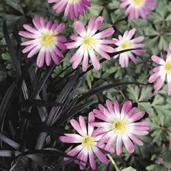 Anemone 'Charmer' dark pink 
