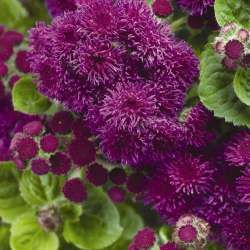 Ageratum 'Patina Purple' 