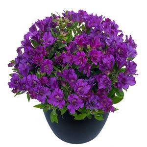 Alstroemeria 'Princess Lily Ivana' pink 