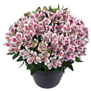 Alstroemeria 'Princess Lily Felicia' yellow 
