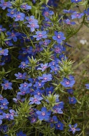 Anagallis 'Skylover Blue' 