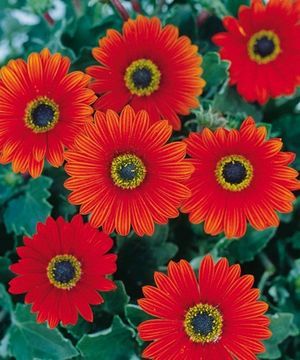 Arctotis 'Pumpkin Pie' deep orange 