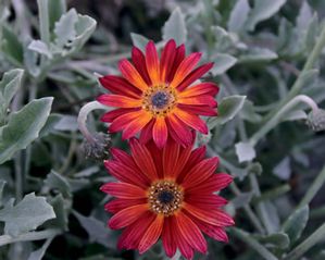 Arctotis 'Hearts & Tarts' red and orange 