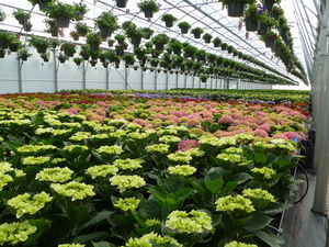 hydrangeas in house