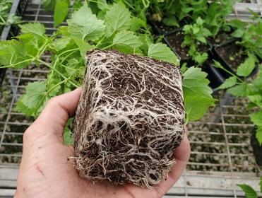 Hop Propagation