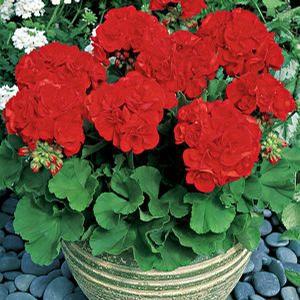 F & B Farms: Plant Library